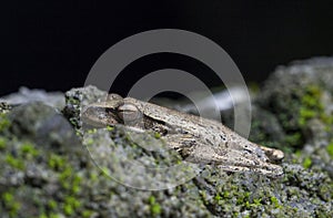 Tropical frog in mossy stone macrophoto. Brown toad eyes closeup.