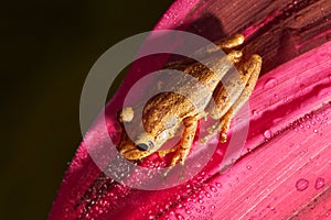 Tropical frog Stauffers Treefrog, Scinax staufferi, sitting on the pink leaves in the nature forest habitat, Costa Rica. Rare