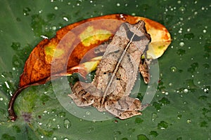 Tropical frog on a wet leaf