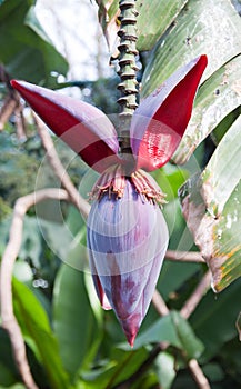 Tropical fruit