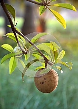 Tropical fruit - Chiku