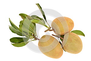 Tropical Fruit, Chiku