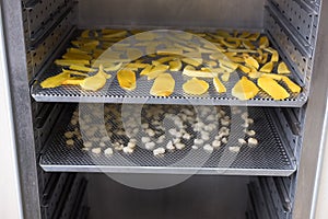 tropical fruit drying in hot oven. dried mango, longan on stainless tray