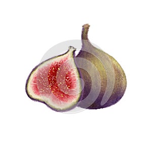 Tropical fruit figs clip art. Hand drawn realistic illustration