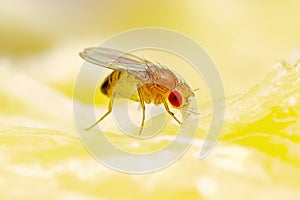 Tropical Fruit Fly Drosophila Diptera Parasite Insect Pest on Ripe Fruit Vegetable