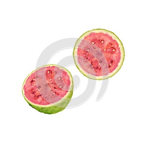 Tropical fruit guava hand drawn watercolor illustration