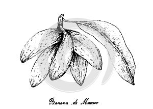 Hand Drawn of Banana de Macaco Fruits on White Background photo