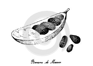 Hand Drawn of Banana de Macaco Fruits on White Background photo