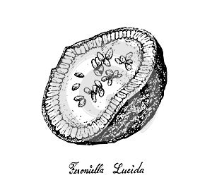 Hand Drawn of Feroniella Lucida Fruits on White Background photo