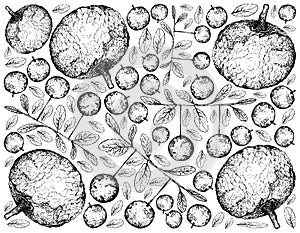 Hand Drawn Background of Feroniella Lucida and Diospyros Filipendula Fruits photo