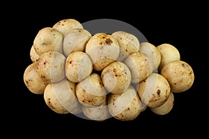 Tropical fruit langsat