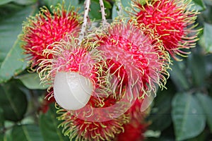 Tropical fruit, Rambutan on tree photo