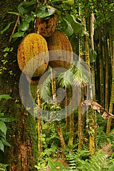 Tropical Fruits