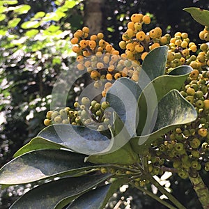 Tropical fruits growing in bunches