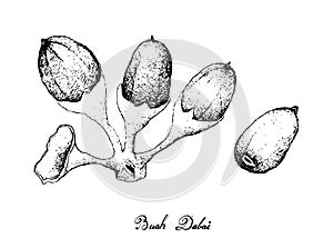 Hand Drawn of Buah Dabai Fruits on White Background photo