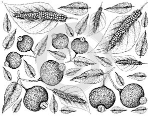 Tropical Fruits, Illustration Wallpaper of Hand Drawn Sketch Fresh Sweet Himalayan Mulberries or Morus Macroura and Guabiju or