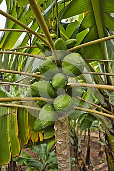 Tropical fruits, par example the papaya. Green unripe Papaya on Madeira island, Portugal.