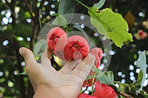 Tropical fruits: Red rose apples (Syzygium aqueum) in the garden