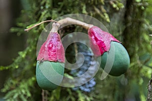 Tropical fruts in forest at Amboro national park. photo