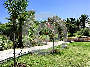 Tropical garden