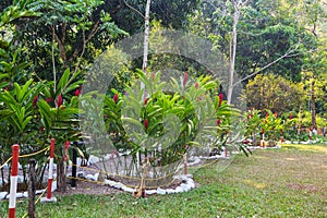 Tropical garden