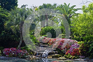 Tropical Garden