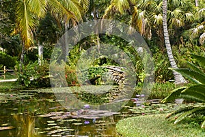 Tropical Garden