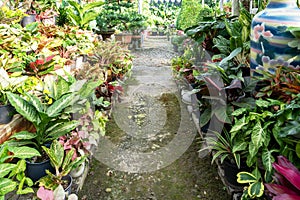 Tropical garden with aglaonema, philodendron, Dieffenbachia and syngonium Plant