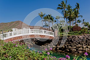 Tropical garden in Anfi del mar, Gran Canaria