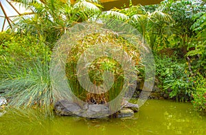 Tropical garden with artificial lake