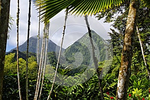 The tropical garden of Balata, Martinique