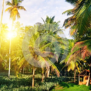 Tropical garden with coconut palms and a pineapple plantation. Shri Laka.