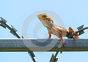 Tropical Garden Fence Lizard, Calotes versicolor, resting on a metal fence