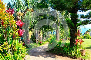 A tropical garden . Garden Of Eden, Maui Hawaii photo