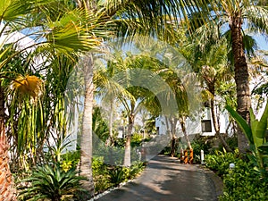 Tropical garden of hotel in Dubai