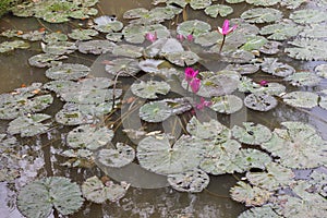 Tropical garden lake with pink flowers. Water lily flower closeup.