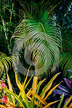 Tropical Garden lush green foliage and plants