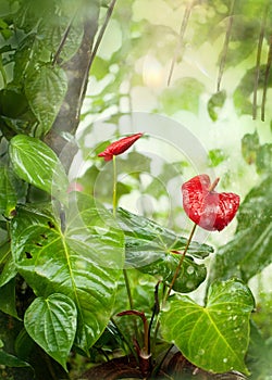 Tropical Garden in the Monsoon Rains photo