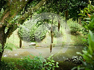 Tropical Garden with natural pool