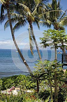 Tropical garden with ocean view