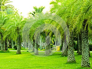 Tropical garden with palm trees and green grass