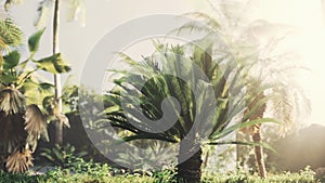 Tropical garden with palm trees in sun rays 6