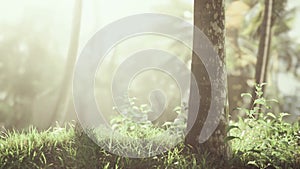 Tropical garden with palm trees in sun rays 8