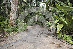 Tropical Garden Path