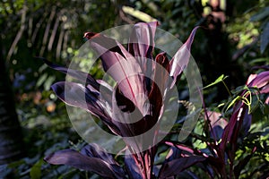 Tropical garden plant closeup photo. Dark purple leaf texture. Natural pattern on exotic plants