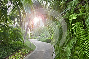 Tropical garden sun summer day