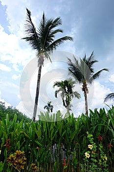 Tropical garden photo