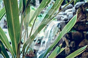 Tropical garden waterfall on exotic island Bali, Indonesia.