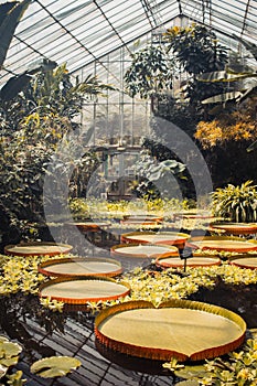 Tropical garden, wet glasshouse.