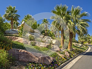 Tropical gardens in Arizona, USA